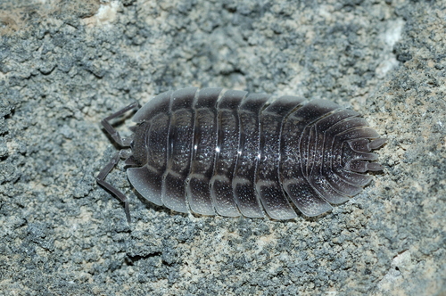 Porcellio spatulatus