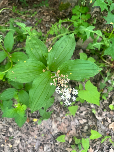 Maianthemum japonicum, photograph 3