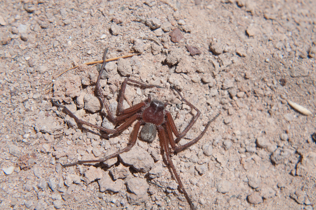 Sicarius yurensis