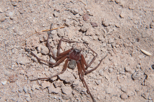 Sicarius yurensis