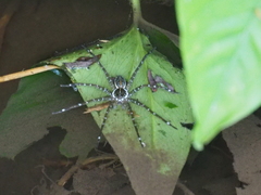 Dolomedes mizhoanus