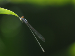 Pseudagrion pruinosum