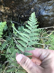 Myriopteris gracilis