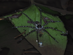 Dolomedes mizhoanus