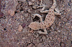 Liolaemus poconchilensis