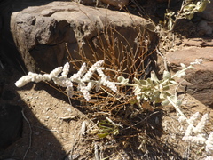 Aerva javanica