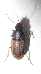 Platymetopus figuratus