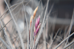 Tillandsia marconae