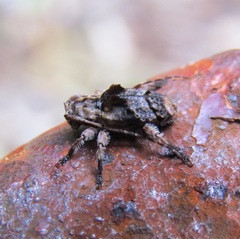 Hybolasius crista