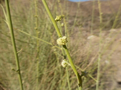 Resedaceae