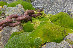 Colobanthus quitensis