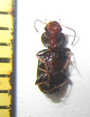 Platymetopus figuratus