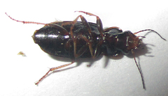 Platymetopus figuratus