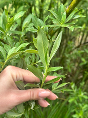 Salix gracilistyla, photograph (c) Tatyana Petrenko, some rights reserved (CC BY)