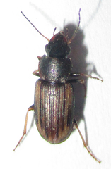 Platymetopus figuratus