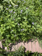 Ageratum houstonianum