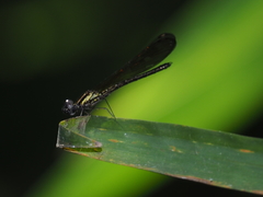 Heliocypha fenestrata