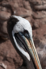 Pelecanus thagus