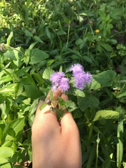 Ageratum houstonianum