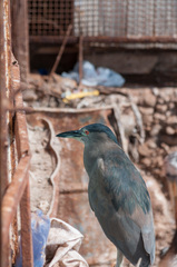Nycticorax nycticorax