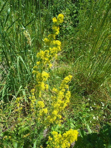 Lady's Bedstraw