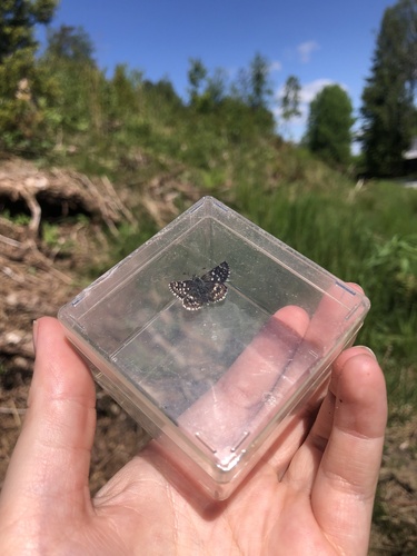 Grizzled Skipper