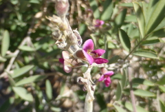Tephrosia nubica