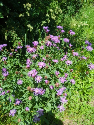Brown Knapweed