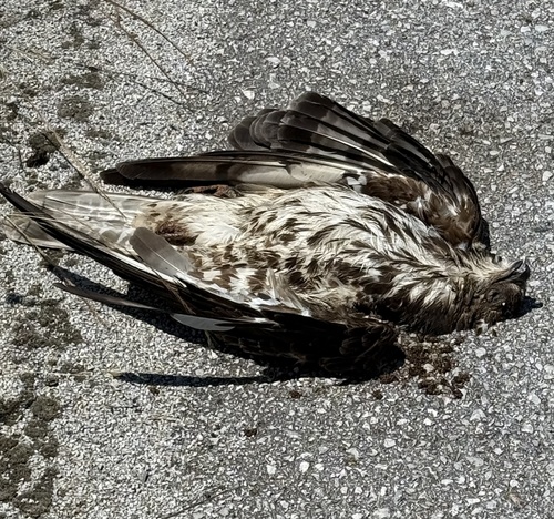 European Honey-buzzard
