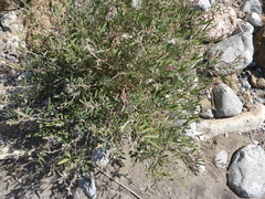 Tephrosia nubica