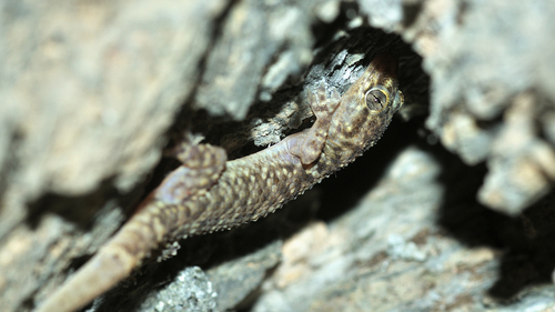 Mediterranean House Gecko