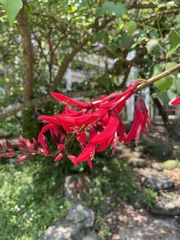 Erythrina crista-galli