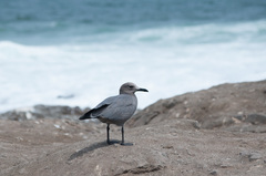 Leucophaeus modestus