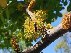 Rhynchium superbum
