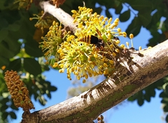 Rhynchium superbum