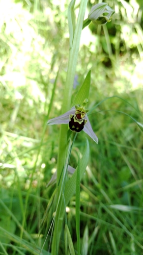 Bee Orchid