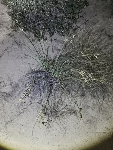 Cyperus conglomeratus observed 2026-05-23