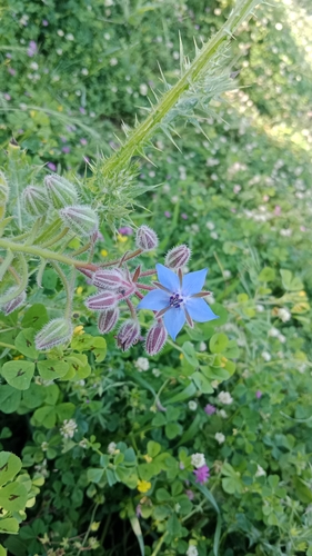 Borage