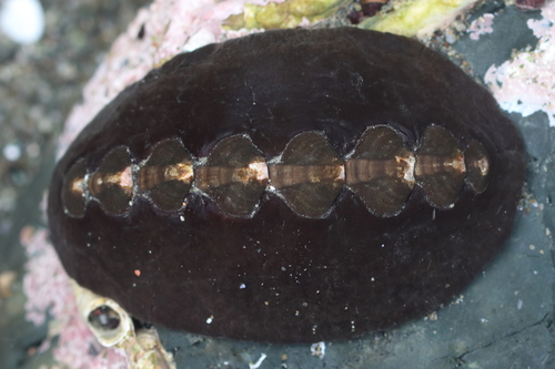 Black Leather Chiton