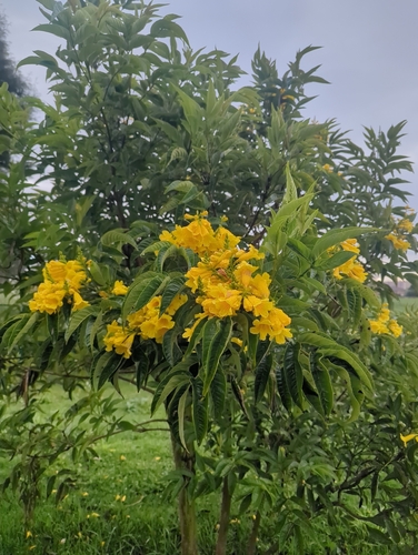 yellow trumpet flower