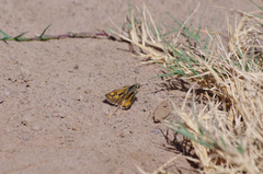 Hylephila isonira mima