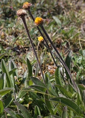 Aster alpinus tolmatschevii