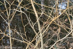 Aurantioporthe corni