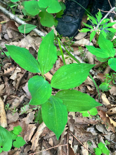 Polygonatum involucratum, photograph 2