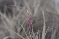Tillandsia marconae