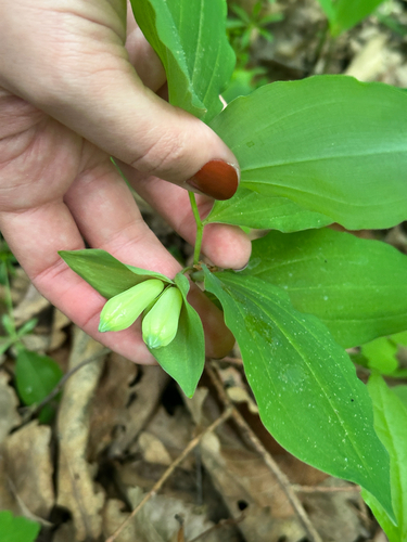Polygonatum involucratum, photograph 1