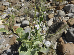 Physorhynchus chamaerapistrum