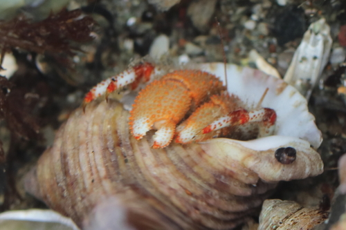 Bering hermit