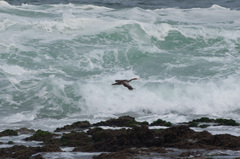 Poikilocarbo gaimardi