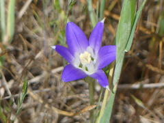 Brodiaea terrestris terrestris